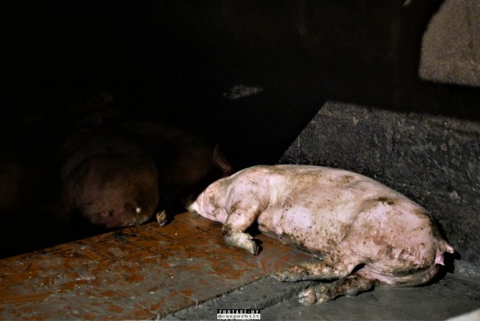 Moss Rose Piggeries Ltd., Blackpool, UK 2019.