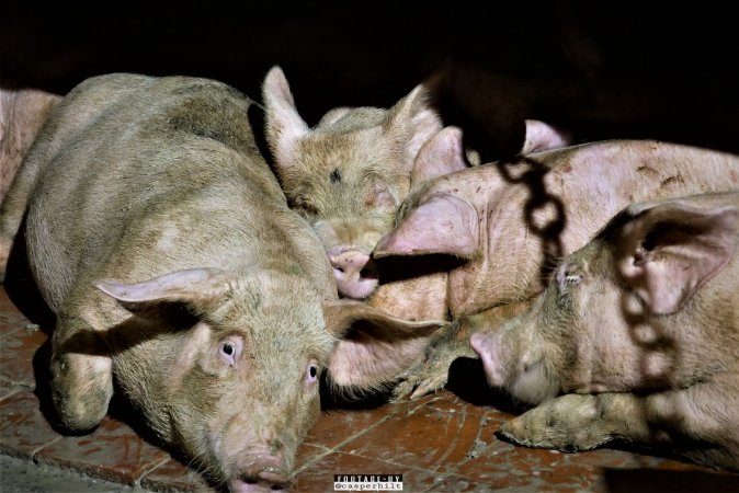 Moss Rose Piggeries Ltd., Blackpool, UK 2019.