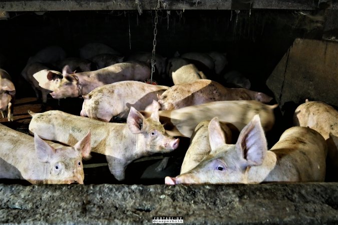 Moss Rose Piggeries Ltd., Blackpool, UK 2019.