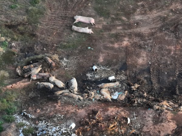 Pile of dead pigs outside piggery