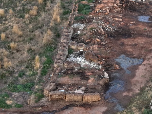 Pile of dead pigs outside piggery