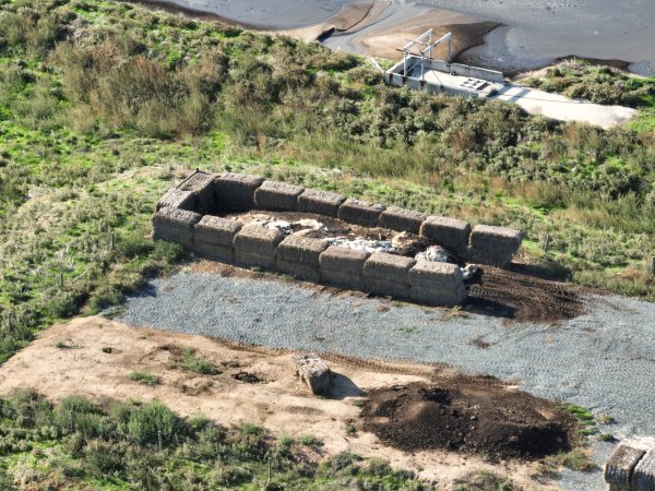 Pile of dead pigs outside piggery