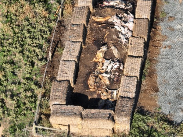 Pile of dead pigs outside piggery