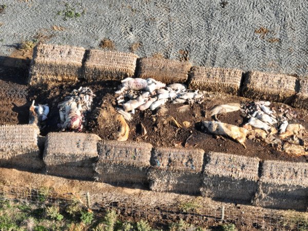 Pile of dead pigs outside piggery