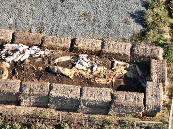 Pile of dead pigs outside piggery