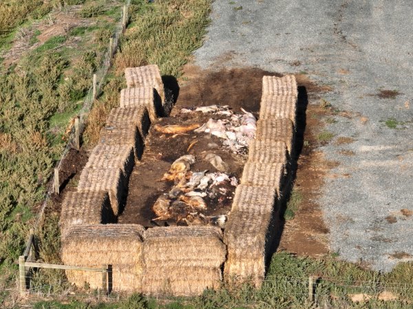 Pile of dead pigs outside piggery