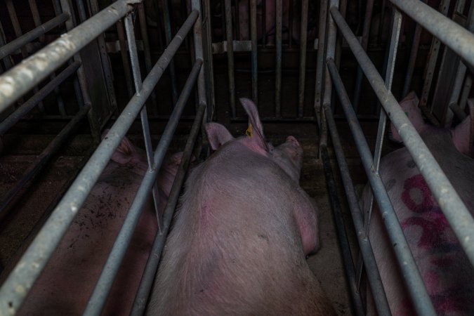 Sows in cages