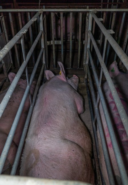 Sows in cages