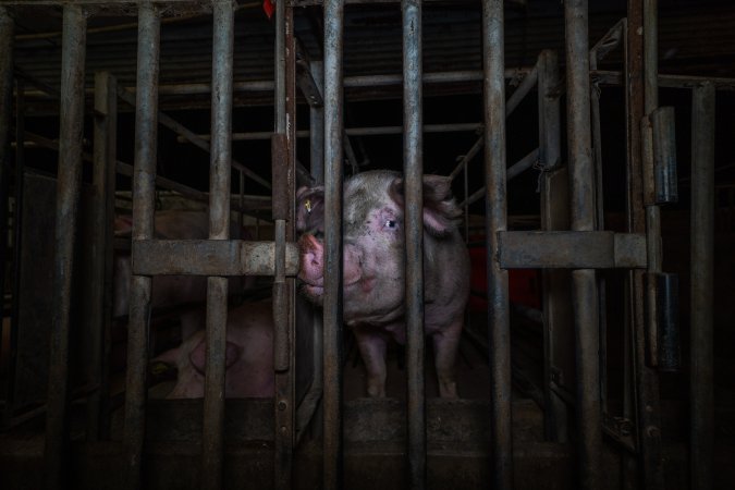Sow in cage