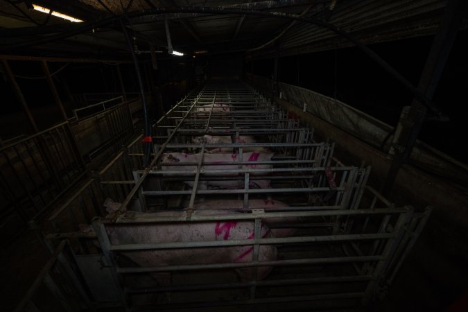 Sows in cages