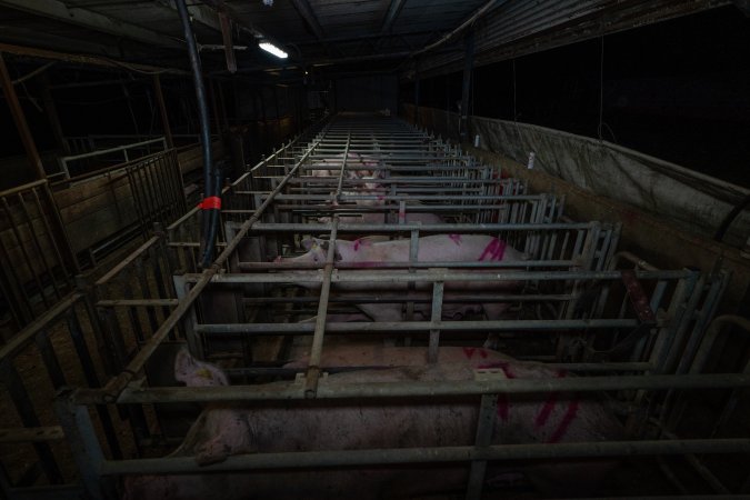 Sows in cages