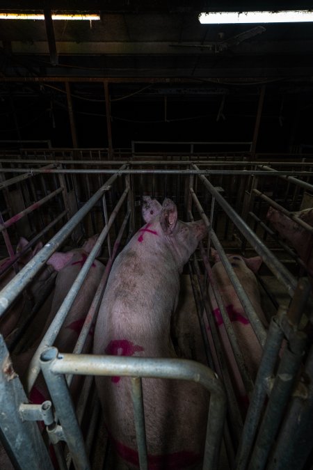 Sows in cages