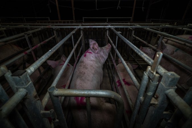 Sows in cages