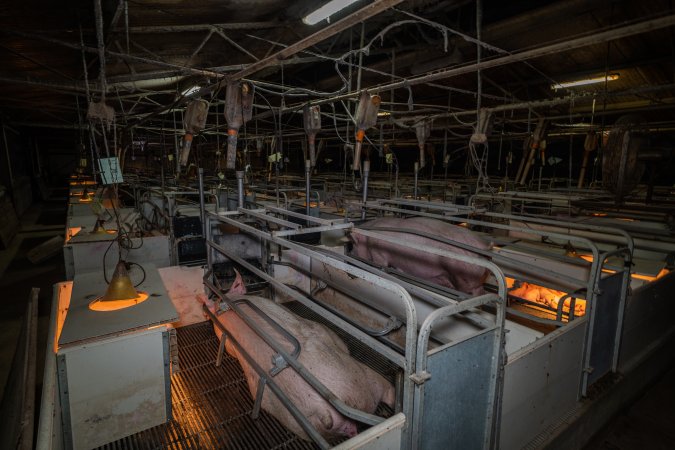 Farrowing crates