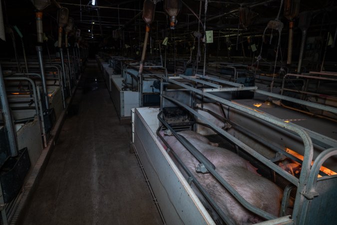 Farrowing crates