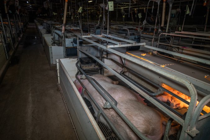 Sow with piglets in farrowing crate