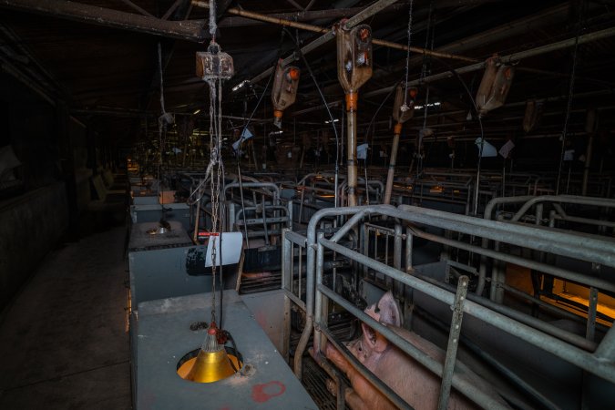 Sow in farrowing crate