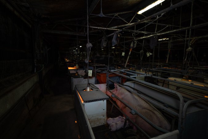 Sow with piglets in farrowing crate