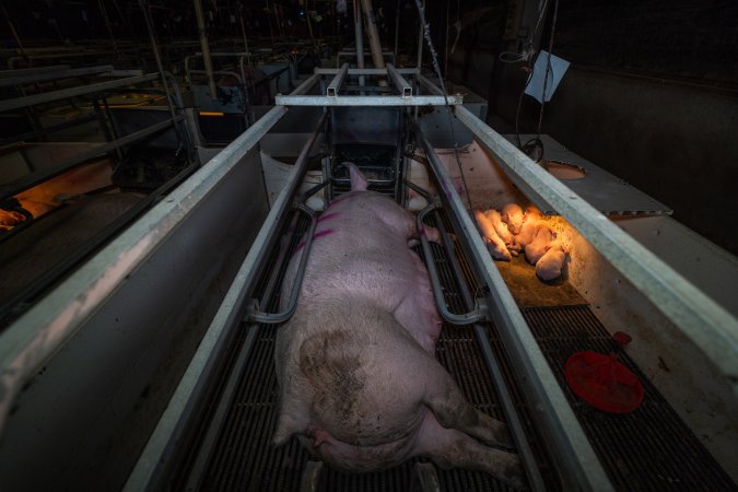 Sow with piglets in farrowing crate