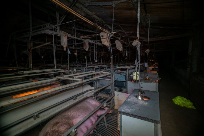 Farrowing crates