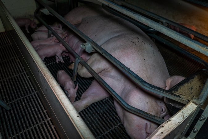 Sow with piglets in farrowing crate