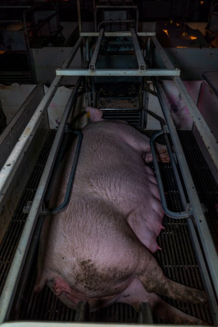 Sow in farrowing crate