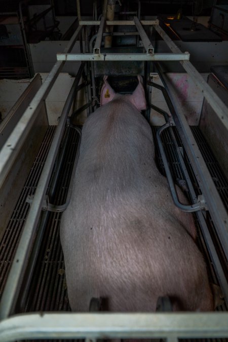 Sow in farrowing crate