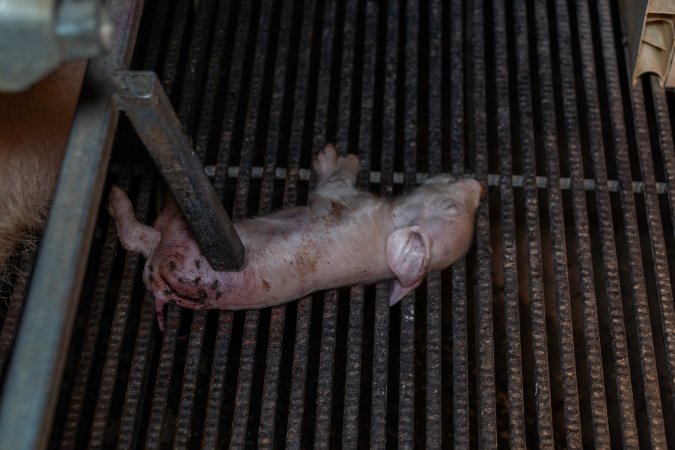 Dead piglet in farrowing crate