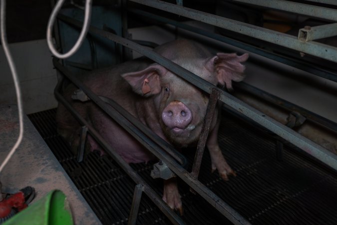 Sow in farrowing crate