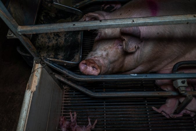 Sow with dead piglets in farrowing crate