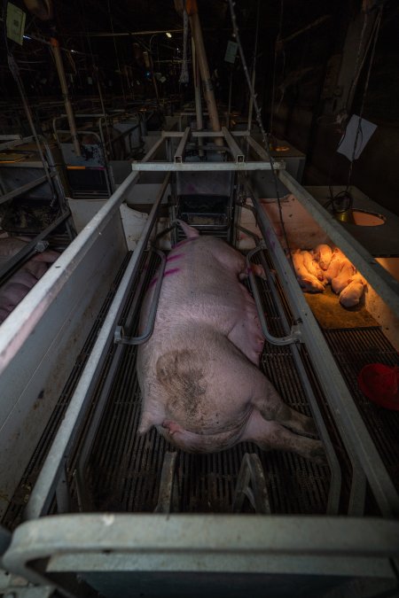 Sow with piglets in farrowing crate