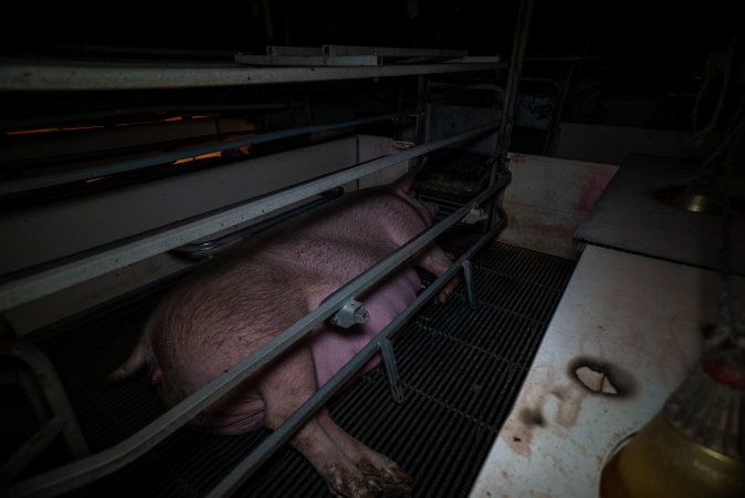 Sow in farrowing crate