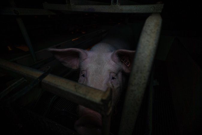 Sow in farrowing crate