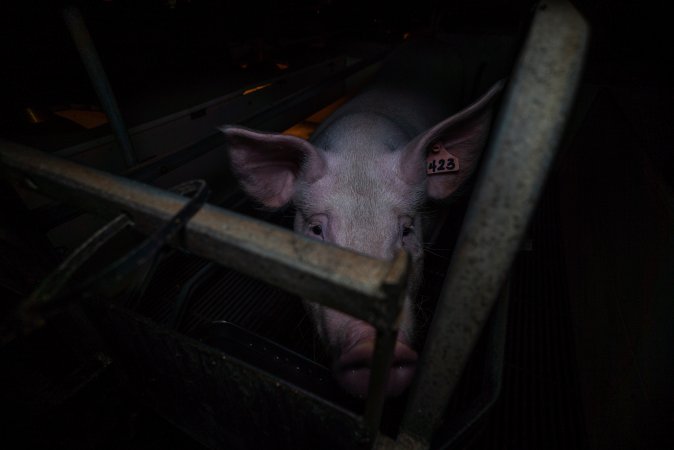 Sow in farrowing crate