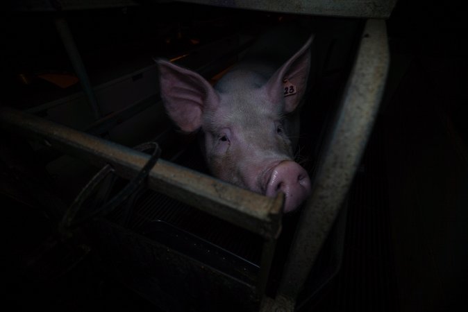 Sow in farrowing crate