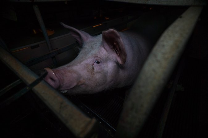 Sow in farrowing crate