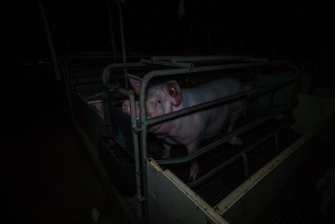 Sow in farrowing crate