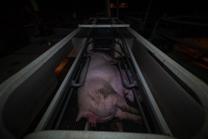 Sow with piglets in farrowing crate