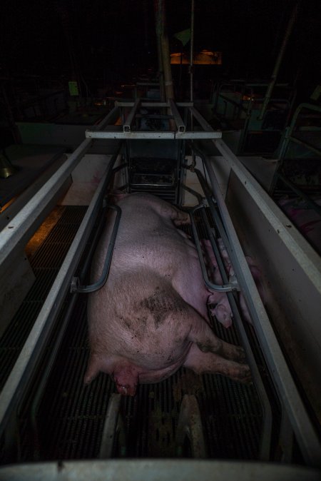 Sow with piglets in farrowing crate