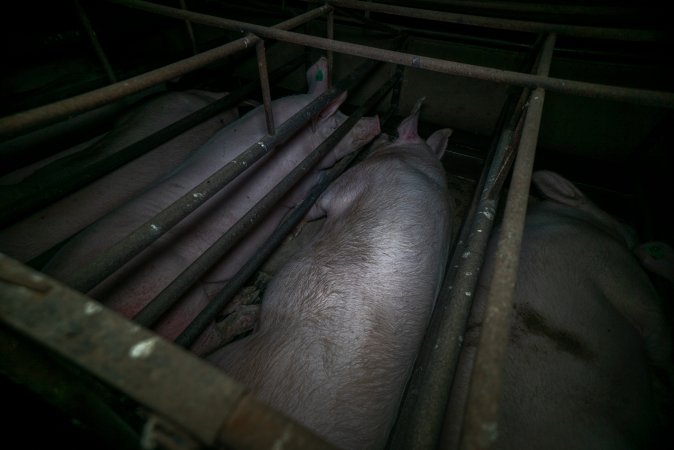 Sows in sow stalls