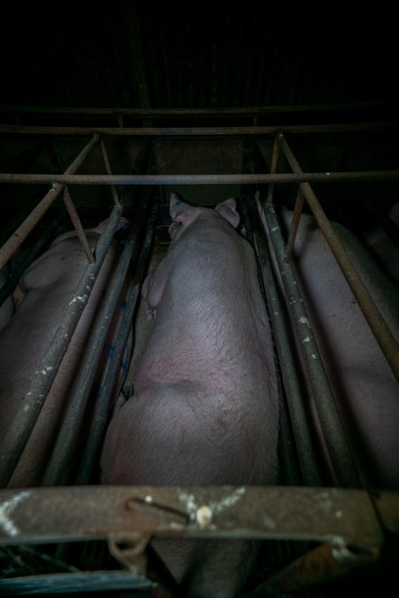 Sows in sow stalls