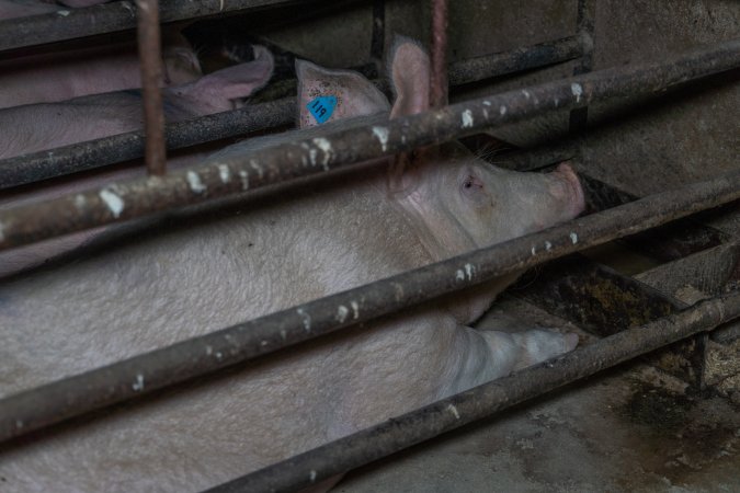 Sows in sow stalls