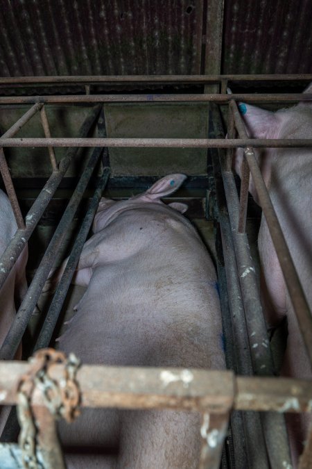 Sows in sow stalls