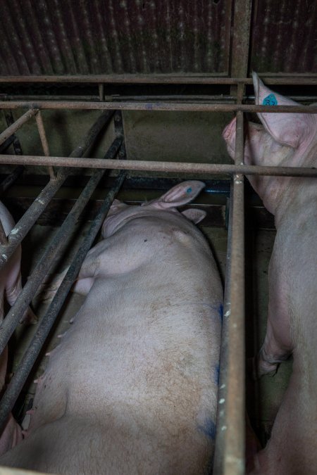 Sows in sow stalls