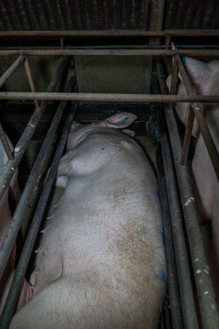 Sows in sow stalls