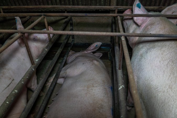 Sows in sow stalls