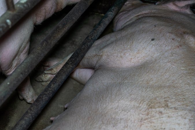 Sows in sow stalls