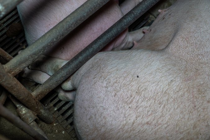 Sows in sow stalls