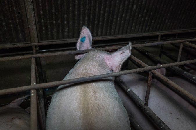 Sows in sow stalls