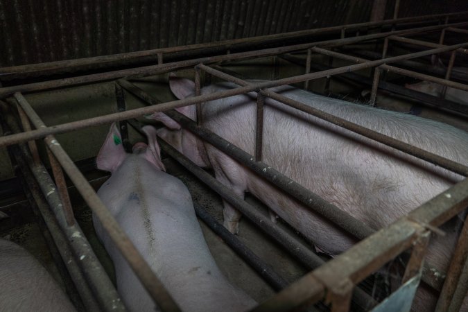 Sows in sow stalls